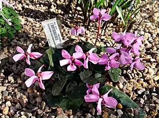 C.&nbsp;alpinum