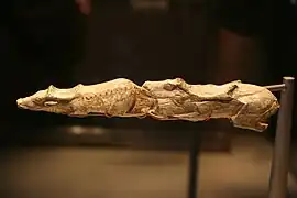 Swimming Reindeer c.&nbsp;13,000 BP, female and male swimming reindeer – late Magdalenian period, found at Montastruc, Tarn et Garonne, France