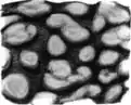 Piece of ventral mantle skin from O.&nbsp;ingens