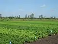 Multiplication of groundnut genotypes at DGR