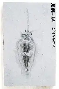 Nectocaris pteryx from the Burgess Shale; funnel is visible folded to left of specimen. Image from Smith (2013)..mw-parser-output cite.citation{font-style:inherit;word-wrap:break-word}.mw-parser-output .citation q{quotes:"\"""\"""'""'"}.mw-parser-output .citation:target{background-color:rgba(0,127,255,0.133)}.mw-parser-output .id-lock-free a,.mw-parser-output .citation .cs1-lock-free a{background:url("//upload.wikimedia.org/wikipedia/commons/6/65/Lock-green.svg")right 0.1em center/9px no-repeat}.mw-parser-output .id-lock-limited a,.mw-parser-output .id-lock-registration a,.mw-parser-output .citation .cs1-lock-limited a,.mw-parser-output .citation .cs1-lock-registration a{background:url("//upload.wikimedia.org/wikipedia/commons/d/d6/Lock-gray-alt-2.svg")right 0.1em center/9px no-repeat}.mw-parser-output .id-lock-subscription a,.mw-parser-output .citation .cs1-lock-subscription a{background:url("//upload.wikimedia.org/wikipedia/commons/a/aa/Lock-red-alt-2.svg")right 0.1em center/9px no-repeat}.mw-parser-output .cs1-ws-icon a{background:url("//upload.wikimedia.org/wikipedia/commons/4/4c/Wikisource-logo.svg")right 0.1em center/12px no-repeat}.mw-parser-output .cs1-code{color:inherit;background:inherit;border:none;padding:inherit}.mw-parser-output .cs1-hidden-error{display:none;color:#d33}.mw-parser-output .cs1-visible-error{color:#d33}.mw-parser-output .cs1-maint{display:none;color:#3a3;margin-left:0.3em}.mw-parser-output .cs1-format{font-size:95%}.mw-parser-output .cs1-kern-left{padding-left:0.2em}.mw-parser-output .cs1-kern-right{padding-right:0.2em}.mw-parser-output .citation .mw-selflink{font-weight:inherit}Smith, Martin R. (2013). "Nectocaridid ecology, diversity, and affinity: Early origin of a cephalopod-like body plan". Paleobiology. 39 (2): 297–321. Bibcode:2013Pbio...39..297S. doi:10.1666/12029. S2CID 85744624.