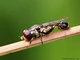 Syritta pipiens actual size 6.5–9.5 mm (1⁄4–3⁄8 in)
