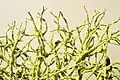 Magnified view (approximately 1&nbsp;cm width) of a wolf lichen found near Mt Hood in Oregon.