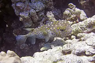Gelbgepunkteter Igelfisch, Abū Dabbāb 3