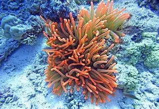 Rote Anemone