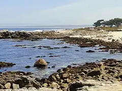 Asilomar State Beach
