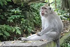 Makake
