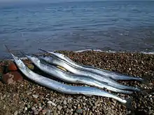 Hornfische