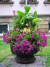 Blumenkorb vor dem Rathaus