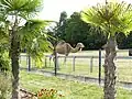 Dromedar Landauer Zoo