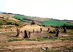 Fossiler Wald von Dunarobba