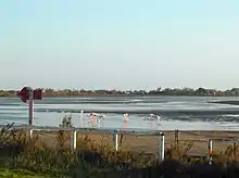 Flamingos
