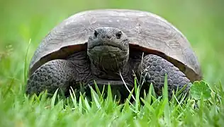 Bowditch Point Park ist berühmt für seine Schildkröten