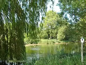 Teich nördlich von Goseck
