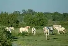 Camargue - Pferde