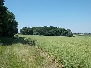 Igelsberg zwischen Lobitzsch und Goseck