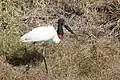 Jaburu-Storch