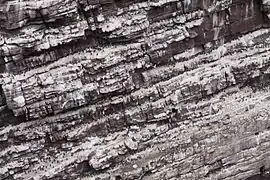 Klippe mit brütenden Trottellummen