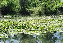 Kocaçay Delta