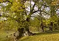 Die Mahllinden im Herbst