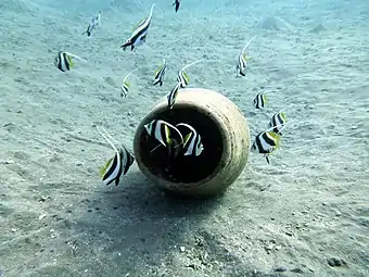 Wimpelfische