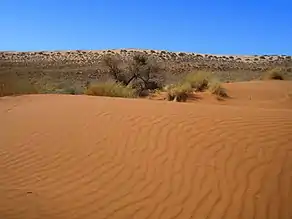 Rote und weiße Dünen in der Kalahari nahe der namibischen Grenze.