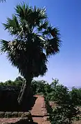 Impression am Phnom Krom