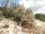 Retama Strauch (Rotem)