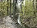 Kabaty-Wald