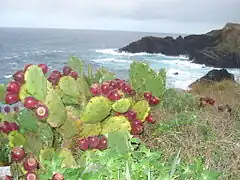 an der Bucht São Pedro