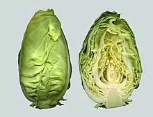 Spitzkohl