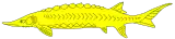 Kaviar