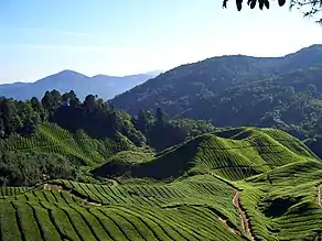 Teeplantage