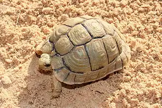 Ägyptische Landschildkröte