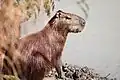 Wasserschwein - Capivara