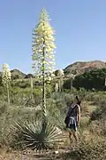 Chaparral Yucca