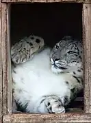 Panther