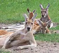 Kangoroos