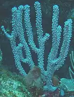 Sea Rods are common on both reefs  especially deeper below the main surge.