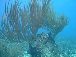Sea Whips are very common on the fathom especially in the main surge above 20 m.