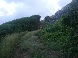 Black Bellied Sheep often roam freely here.