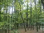 Drzewa w Parku Dernałowiczów