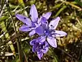 Scilla verna